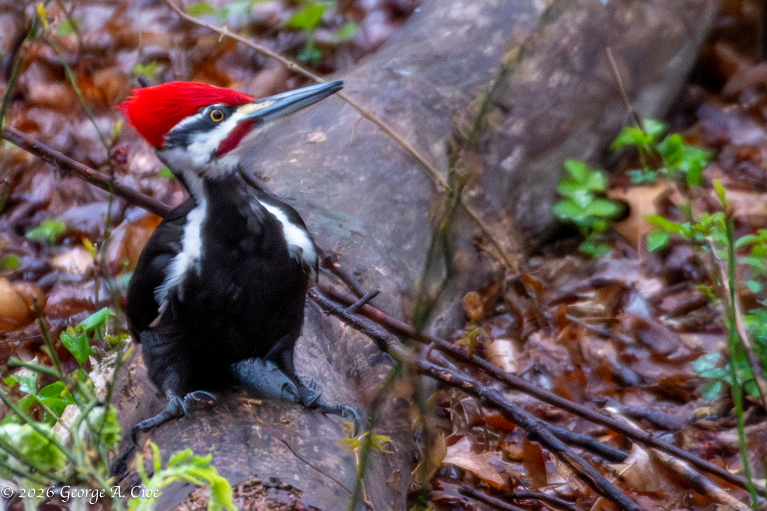 “Forest Carpenter at Work”. Pileated Woodpecker