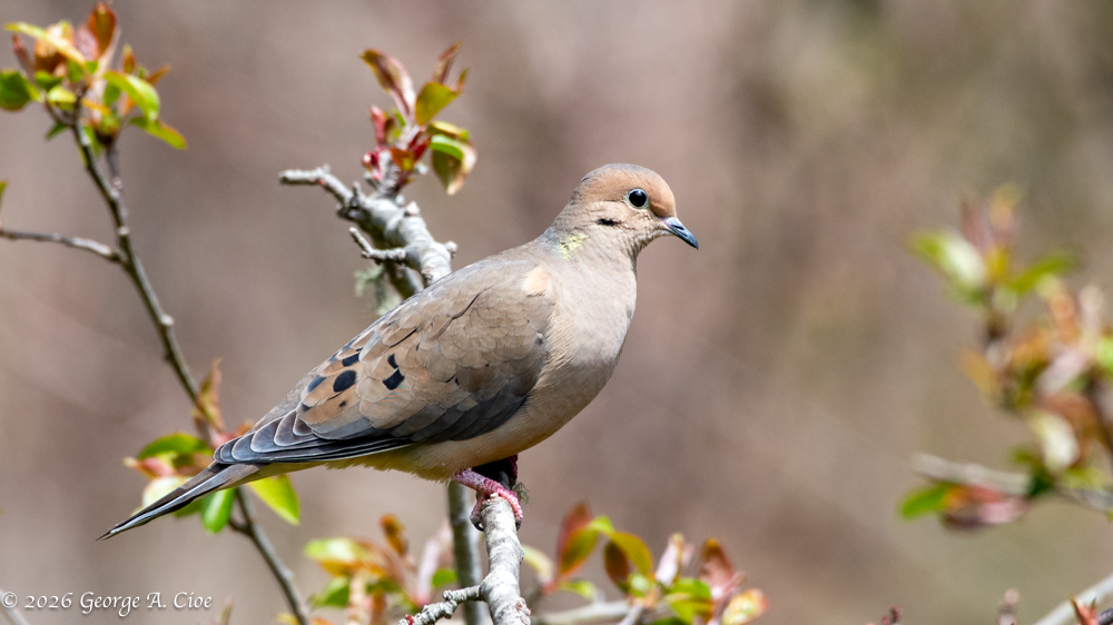 Morning Mourning (and a Brief Visit to London Without the Jet Lag)