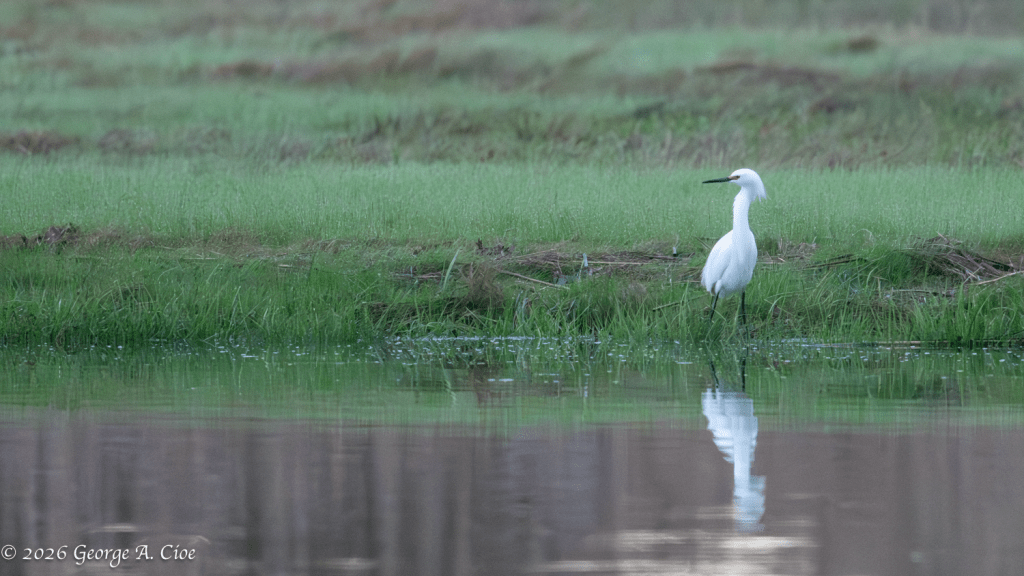 “The Little Aristocrat” Snowy Egret