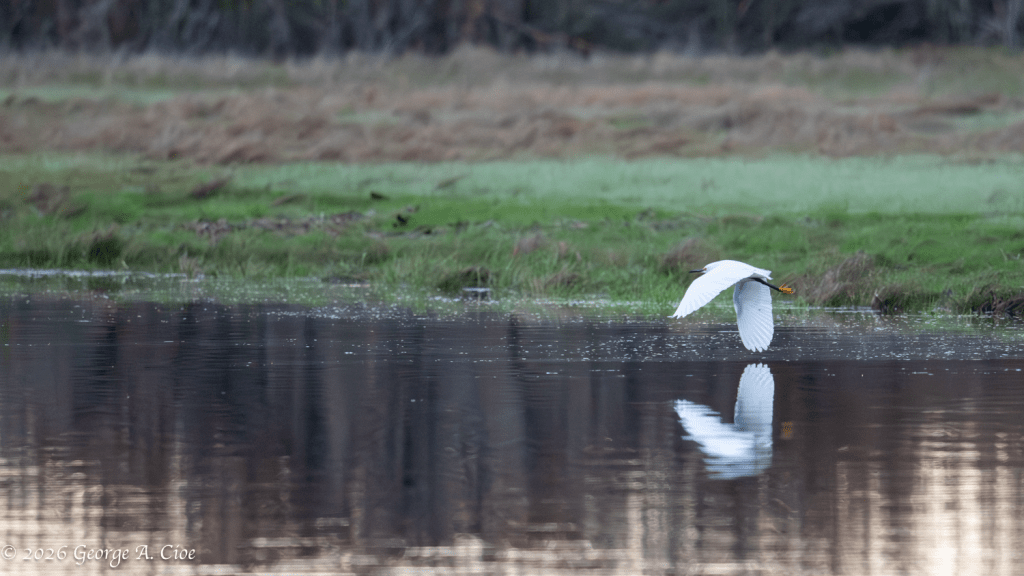 “Reflection In White” Snowy Egret