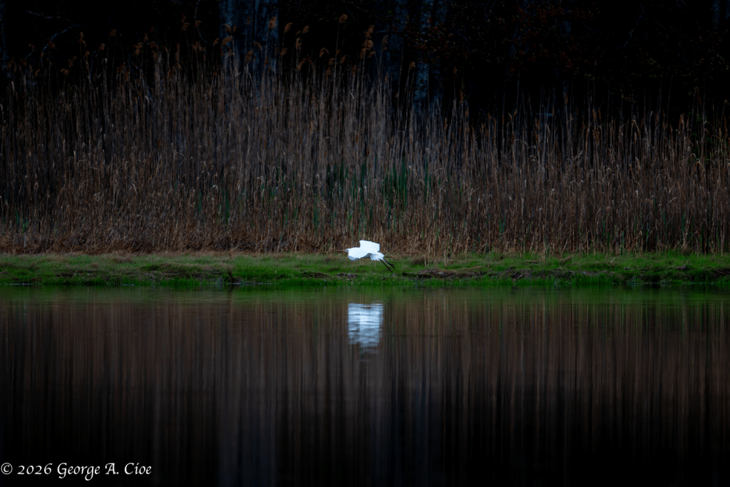 “Marsh Phantom” Great Egret