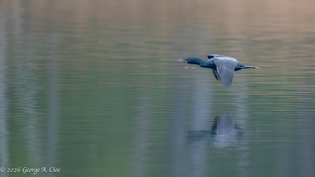 "Skimming The Hatch" Double-crested Cormorant