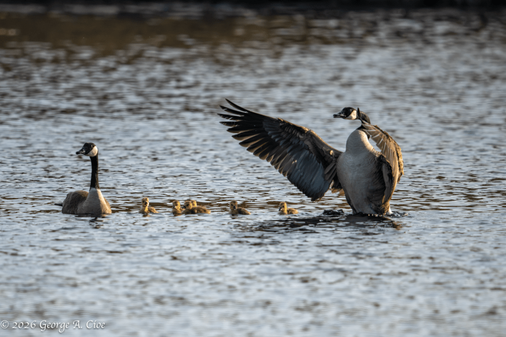 "Dad Said No" Canada Geese with goslings