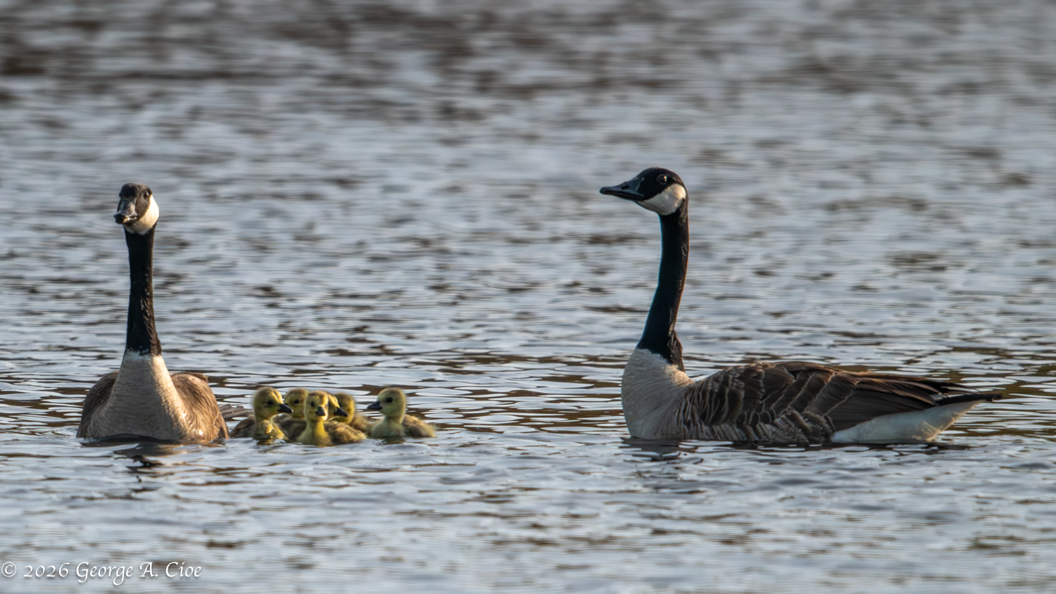 The Circle of Life — Trouble Over Lake Canonchet
