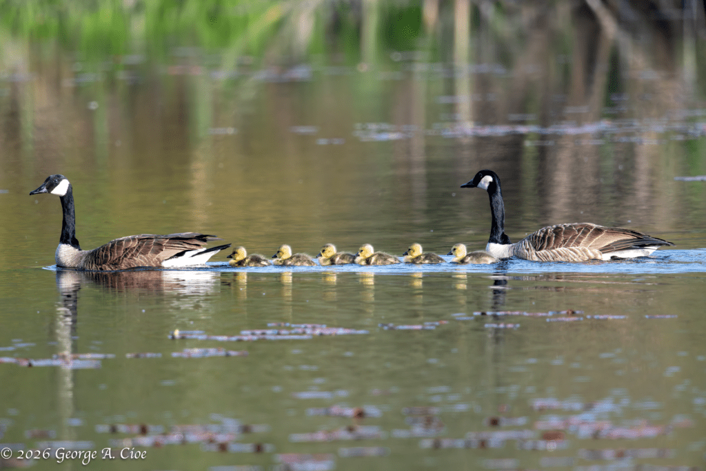 "Family Convoy" Canada Geese with goslings