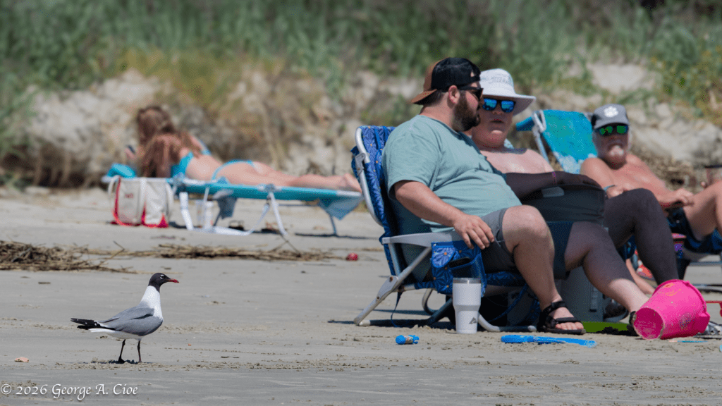 “Beach Patrol” Laughing Gull