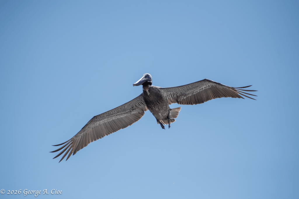 "Seven Feet of Grace" Brown Pelican