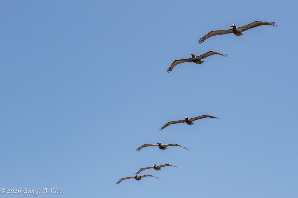 "The Brown Angels" Brown Pelicans