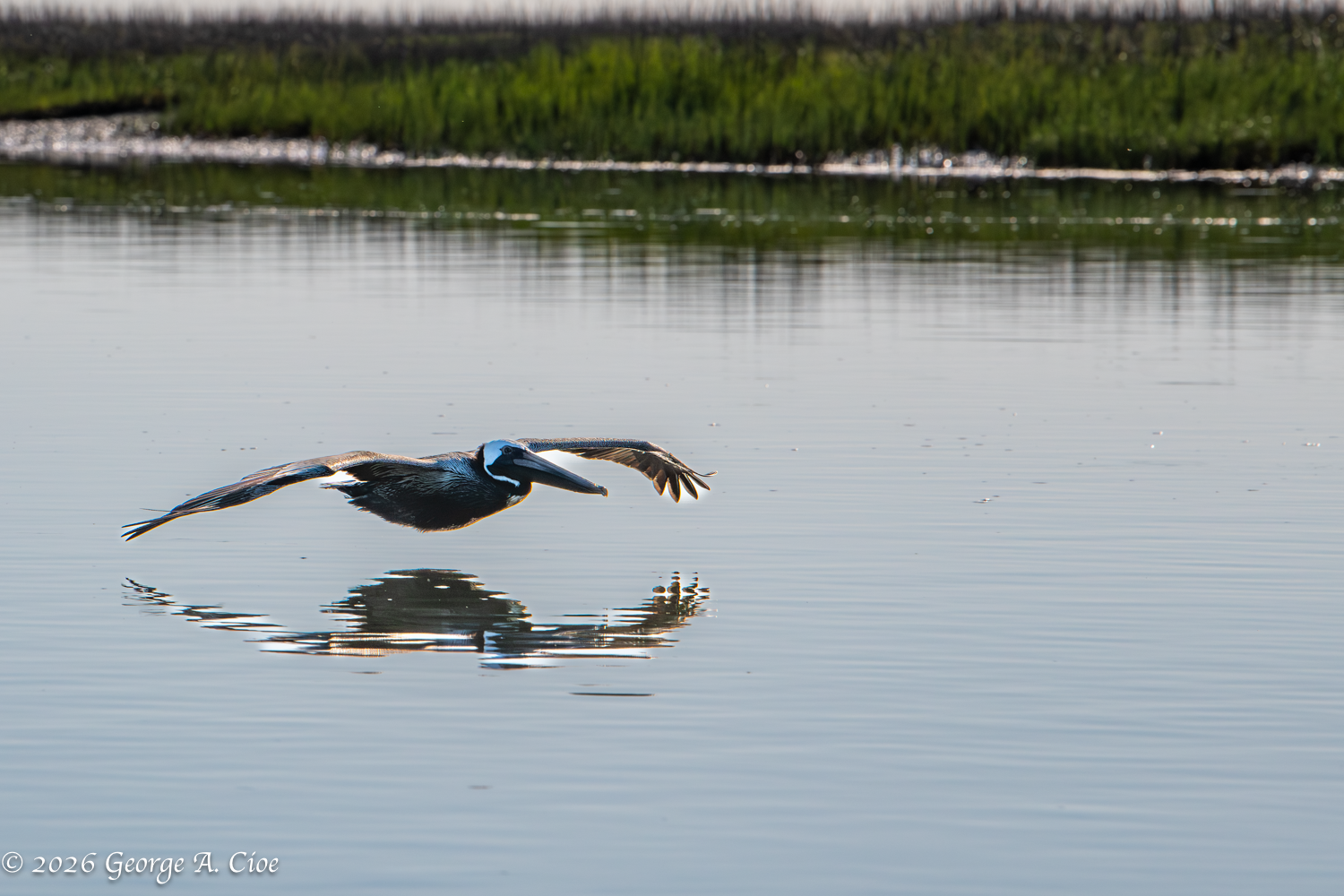 The Pelican Promise Revealed in Charleston Photos