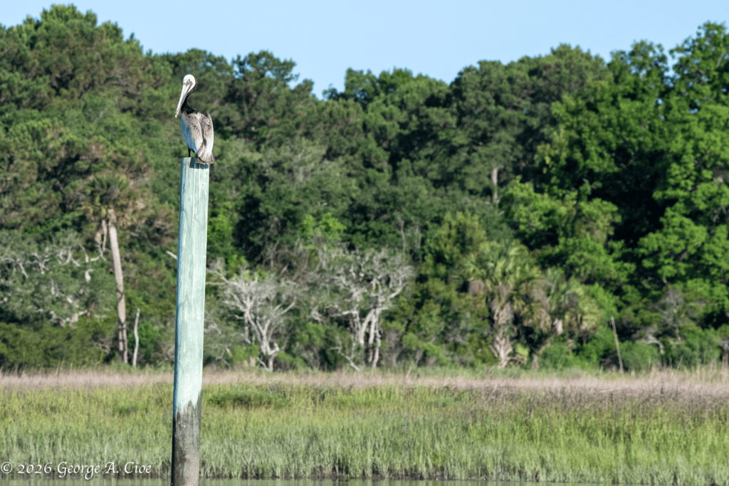 "The Watchman of the Marsh" Brown Pelican