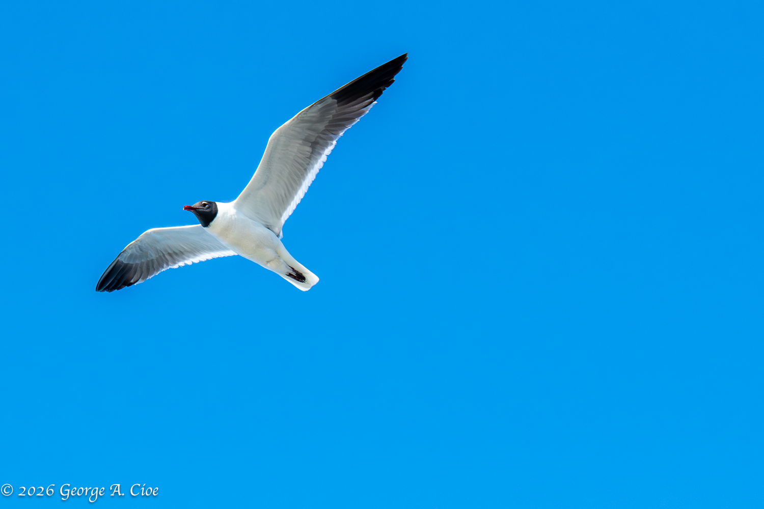 The Beach Patrol: A Comedy of Laughing Gulls