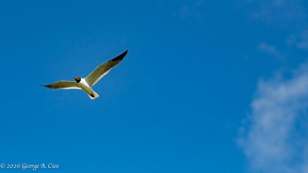 “Coastal Air Superiority” Laughing Gull