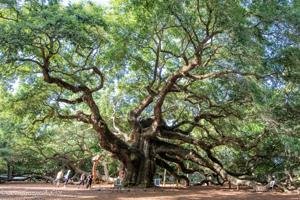"The Cathedral of Time" The Angel Oak Tree