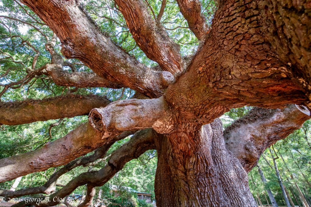 "Where Limbs Become Architecture" The Angel Oak Tree