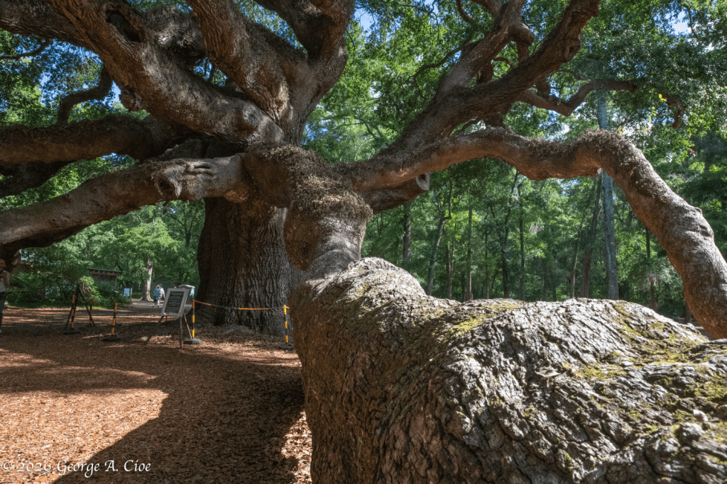 "The Weight of Four Centuries" The Angel Oak Tree