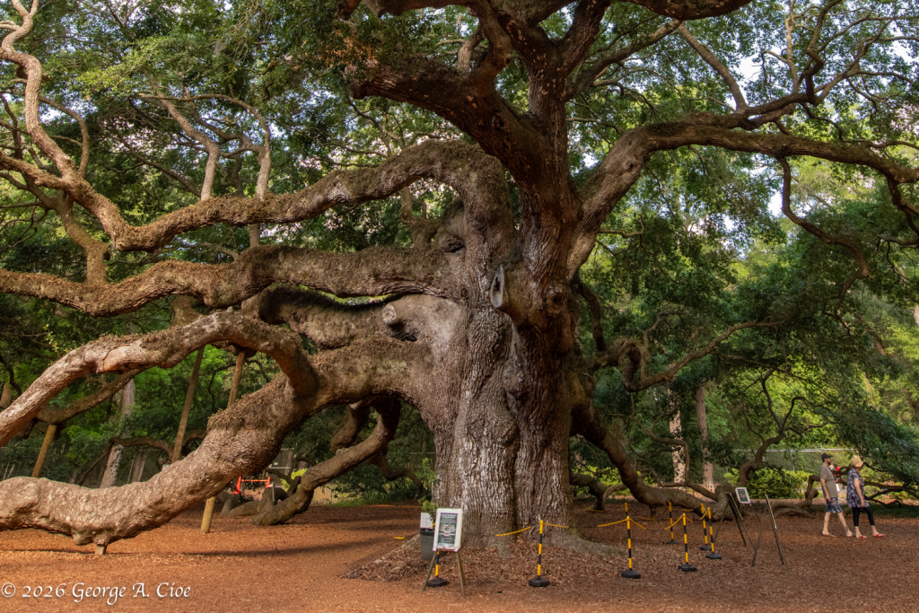 "The Tree That Refused to Grow Upward" The Angel Oak Tree