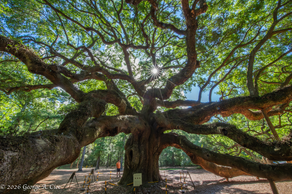 "Sunlight Through the Soul of the South" The Angel Oak Tree