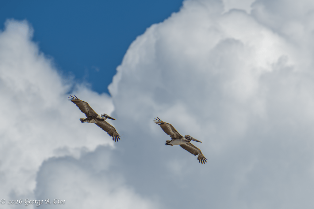 "Partners in the Wind" Brown Pelican Pair