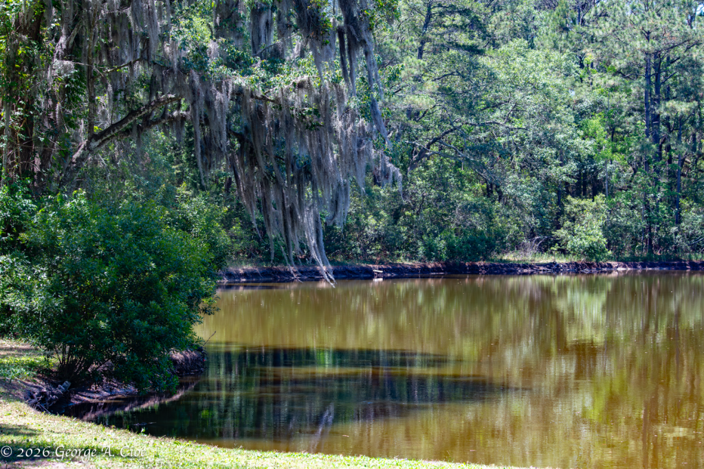 "Spanish Moss and Poor Decisions" James Island County Park