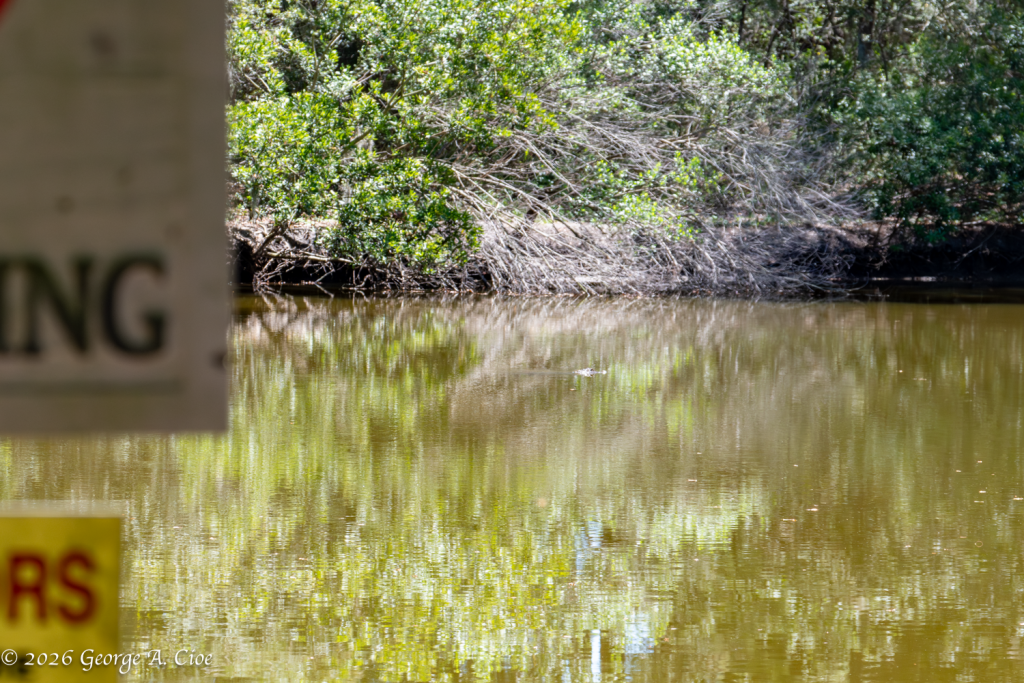 "Excuse Me… Is That Log Moving?" James Island County Park