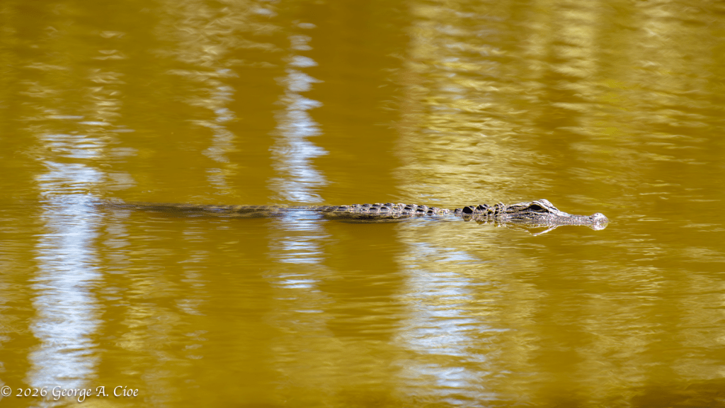 "Floating Jurassic Anxiety" James Island County Park