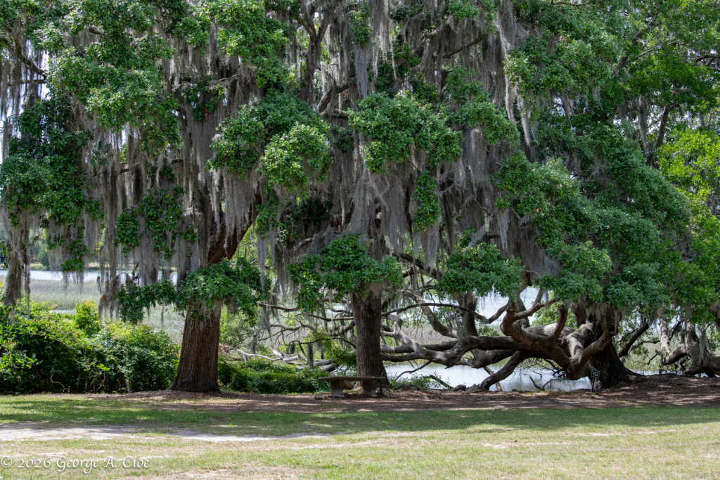 “The Trees That Learned to Whisper” Live Oak Trees with Spanish Moss