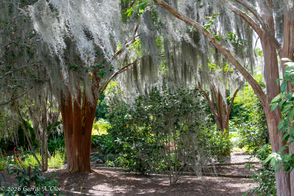 “Silver Veils of the South” Spanish Moss