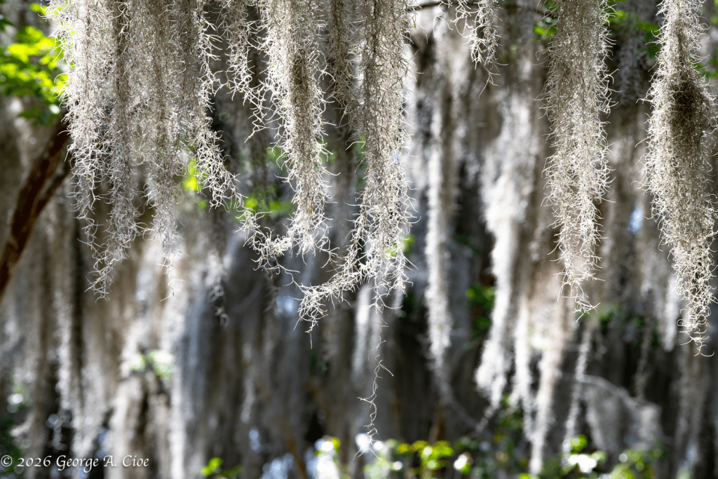 “Where Light Gets Tangled” Spanish Moss