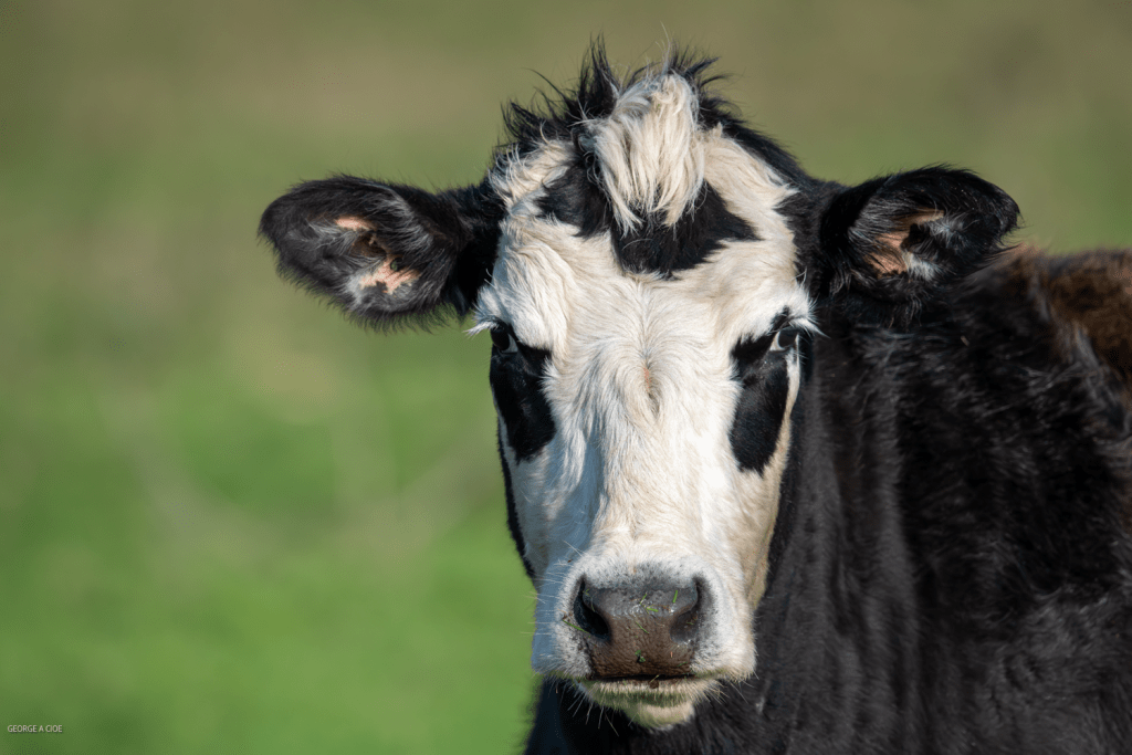 “Farm Punk” Black Angus