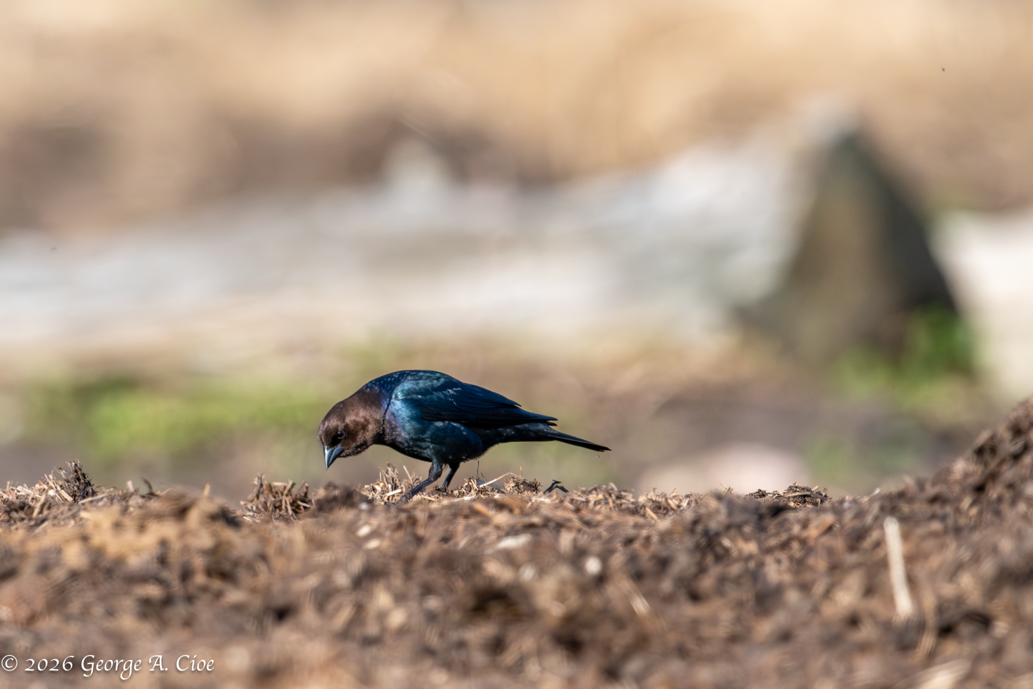 “Outsourcing Department – On Site”. Brown-headed Cowbird