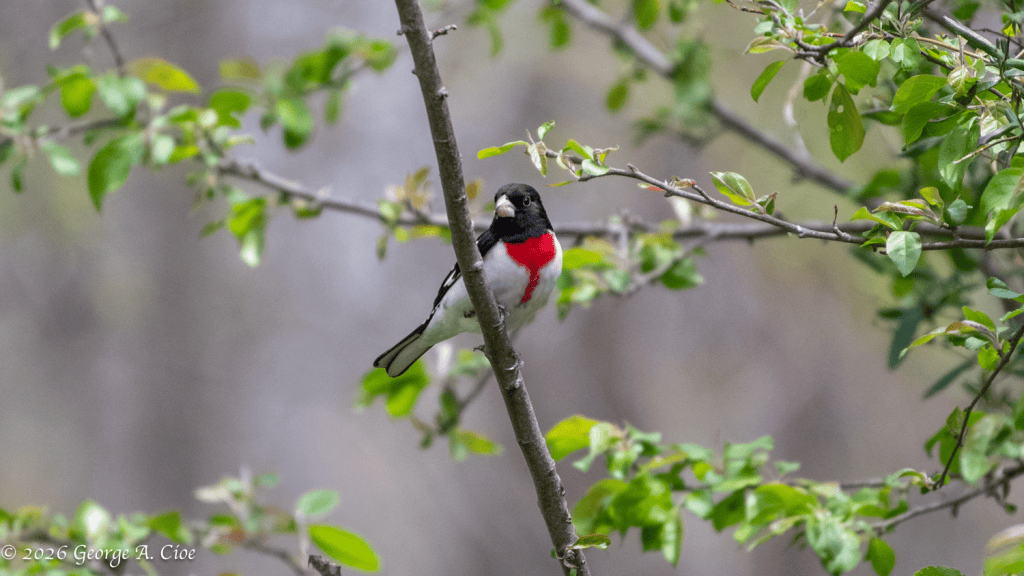 "The Faithful Companion" Rose-breasted Grosbeak