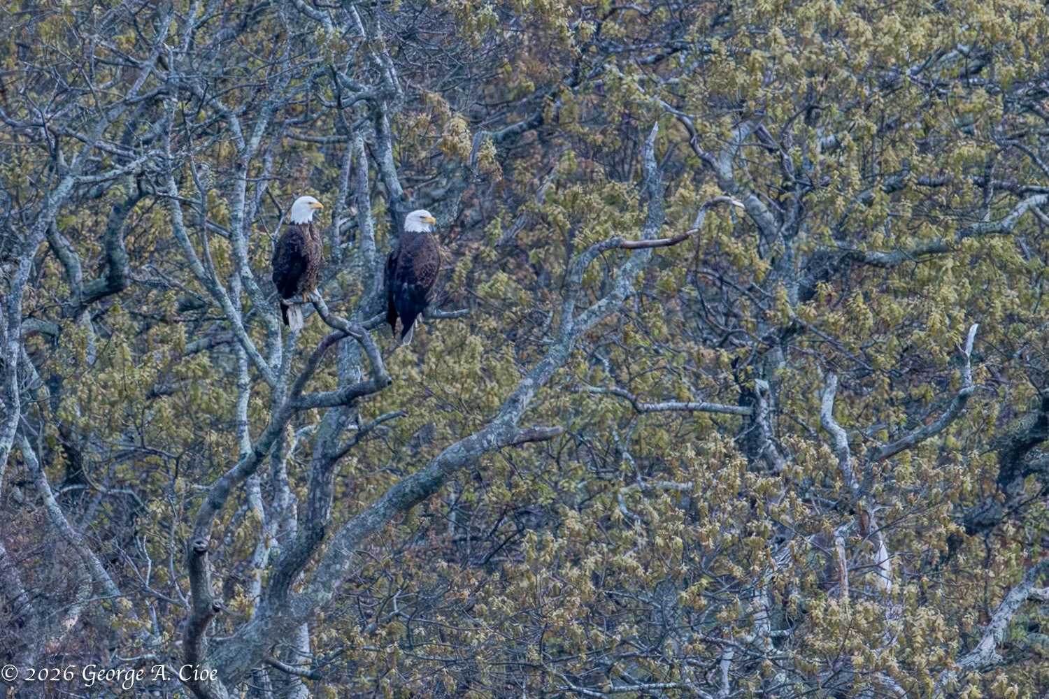 "Marshland Monarchs" Bald Eagles, Narrow River