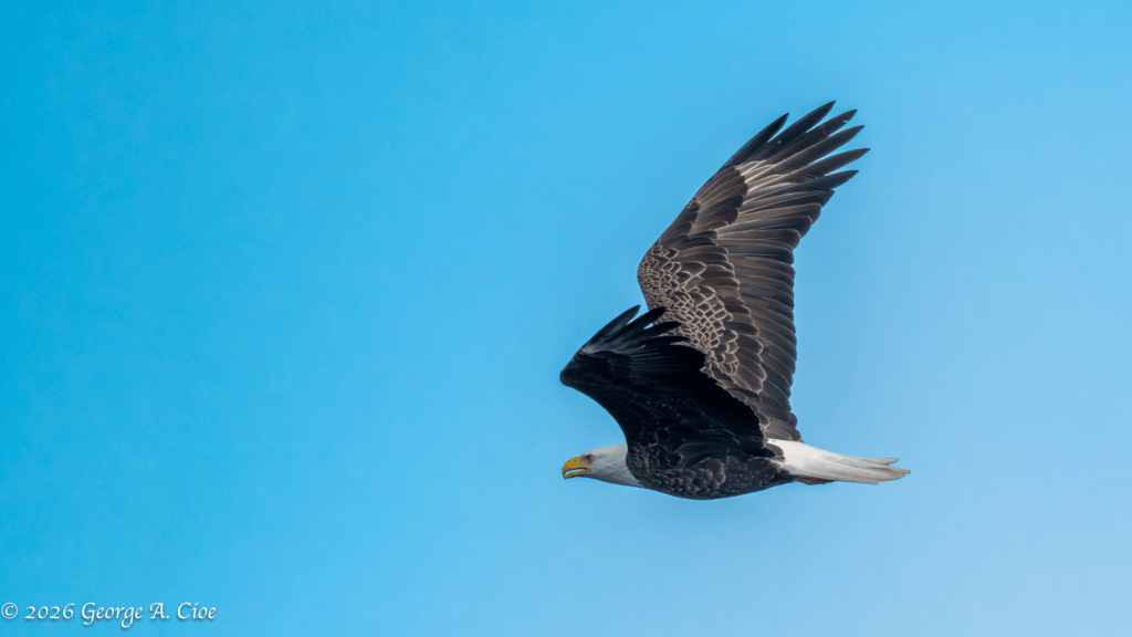 "Skyborne Sovereign" Bald Eagle