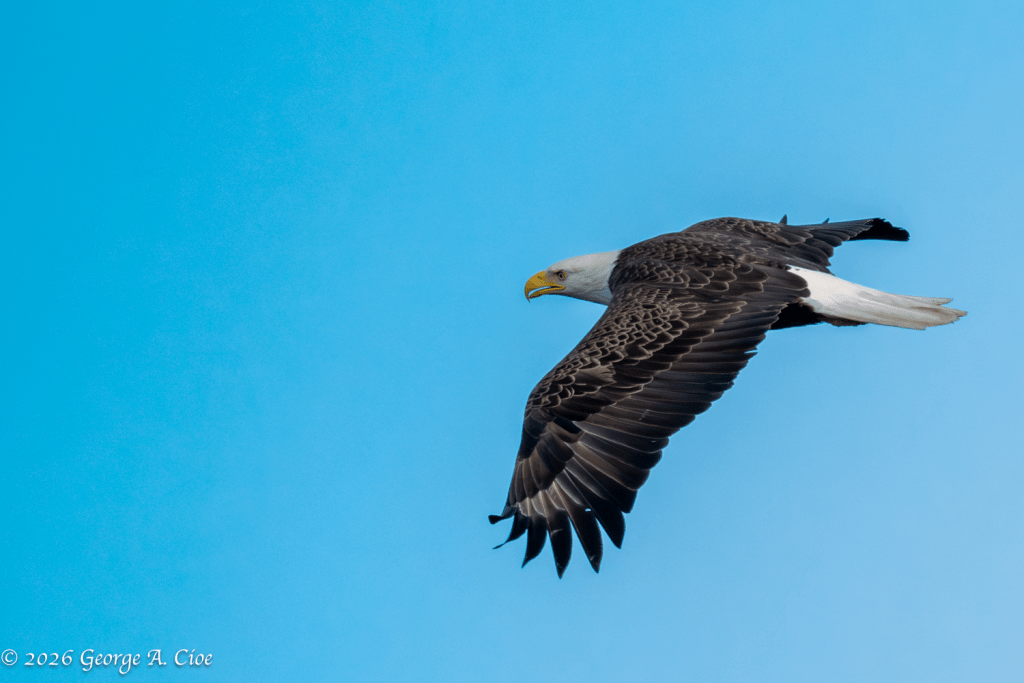"Wings of Authority" Bald Eagle
