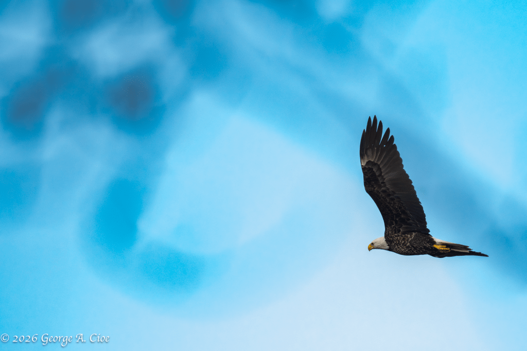 "Somewhere Above the River" Bald Eagle