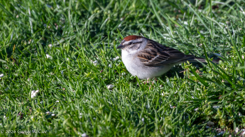 "Small Bird, Big Spring Energy". Chipping Sparrow