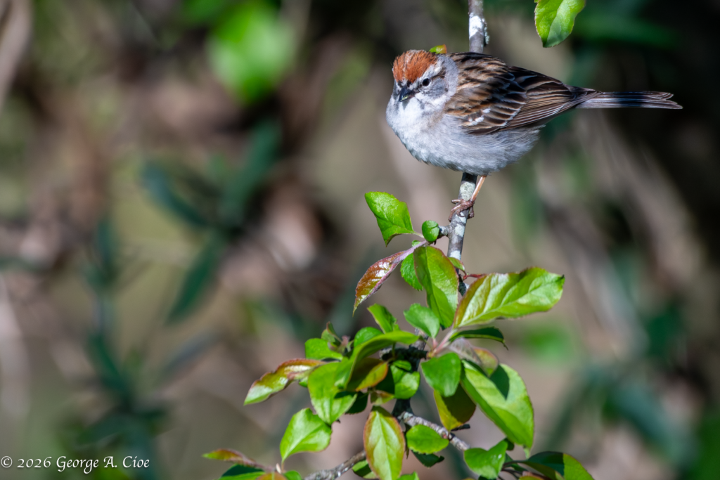 "Rusty Crown, Tiny King" Chipping Sparrow