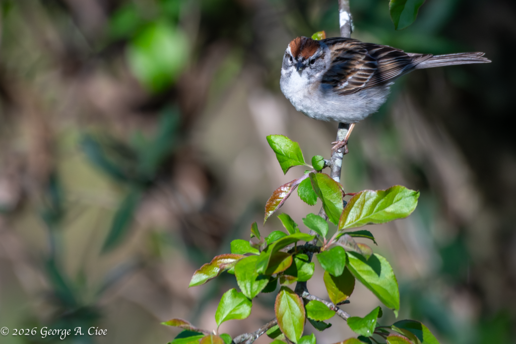 "The Silent Singer" Chipping Sparrow