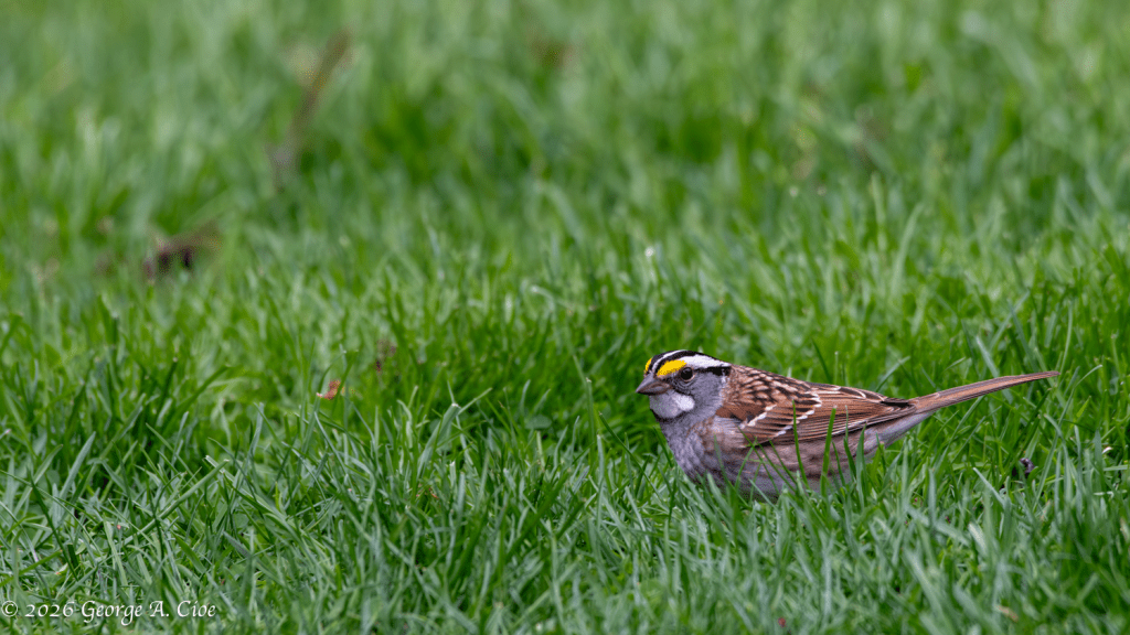 “The Yellow-Lored Show-Off” White-throated Sparrow