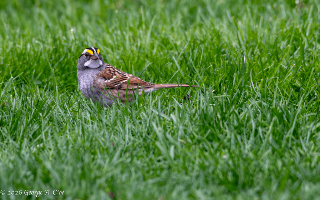 “Finally… One I Can Identify” White-throated Sparrow