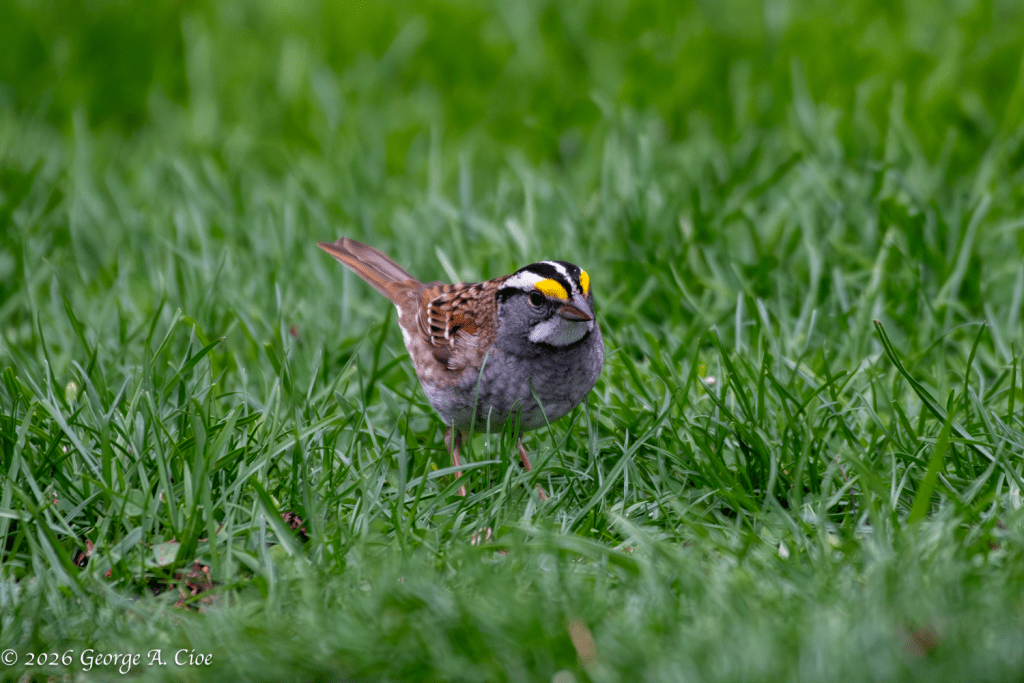 “Certified: Not Just Another Brown Bird”. White-throated Sparrow