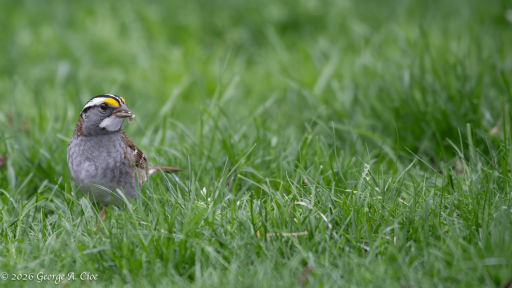 “White Throat, No Doubt” White-throated Sparrow