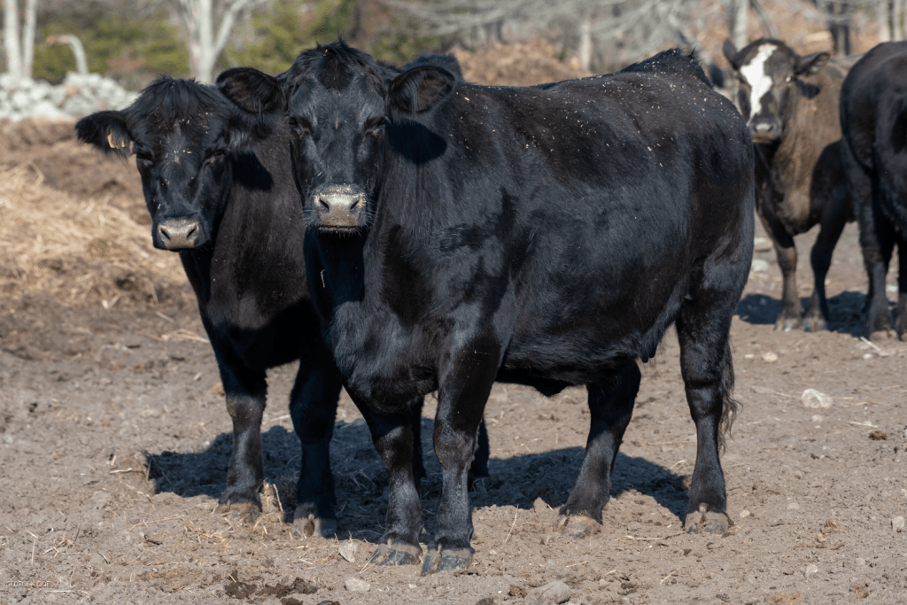 “Neighborhood Watch” Black Angus
