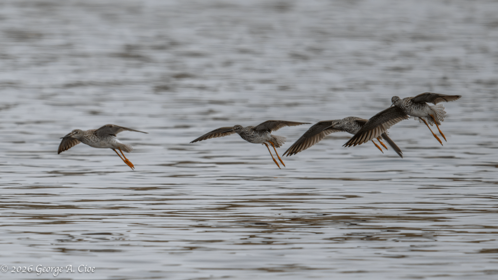 "Yellowlegs Air Force" Greater Yellowlegs