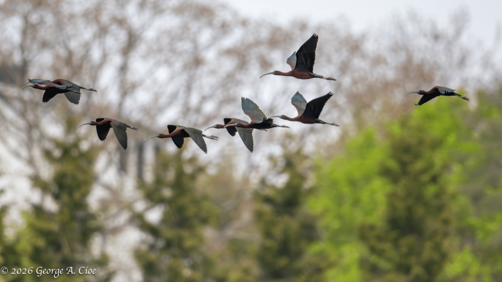 "Emerald Wings Over Narrow River" Glossy Ibis