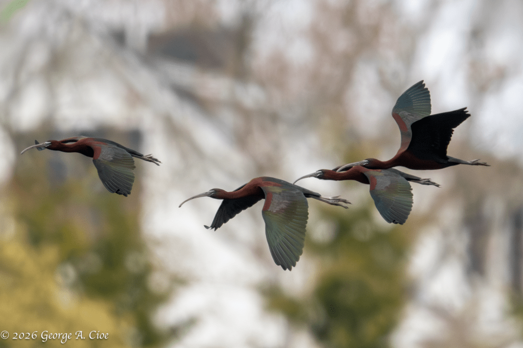 "The Quiet Majesty of the Ibis" Glossy Ibis