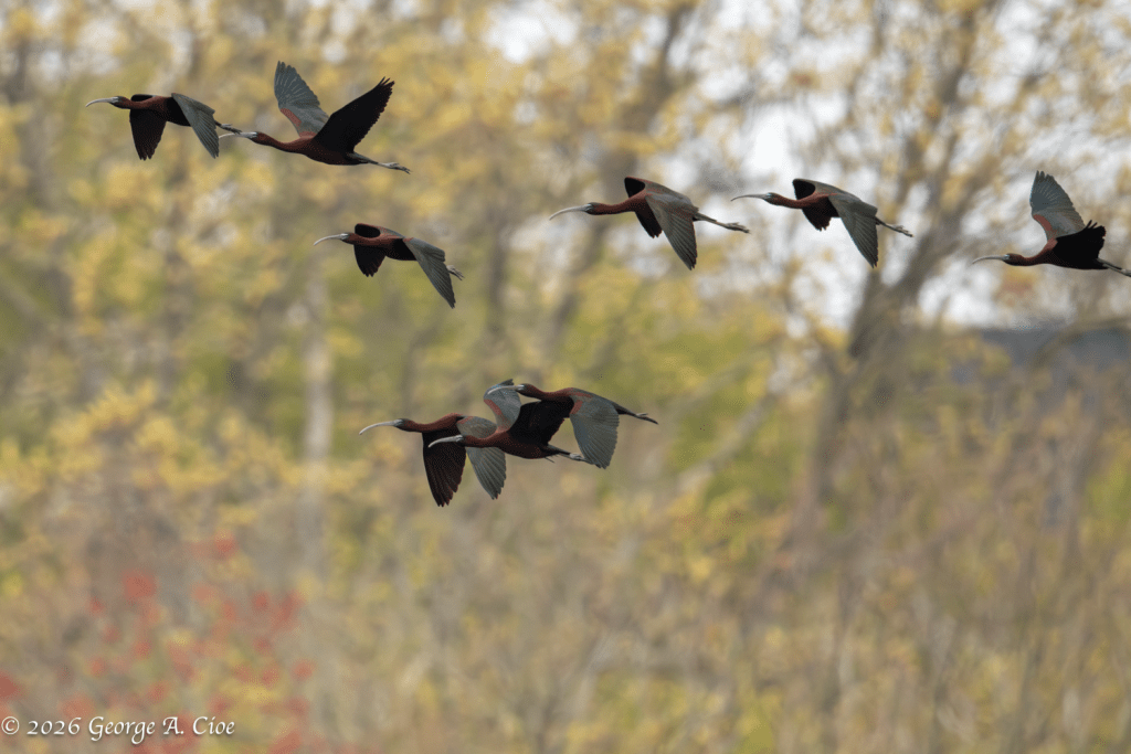 "Long Bills and Ancient Marshes" Glossy Ibis