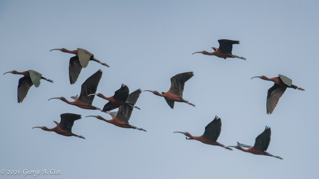 "Flight Patterns Over Narrow River". Glossy Ibis