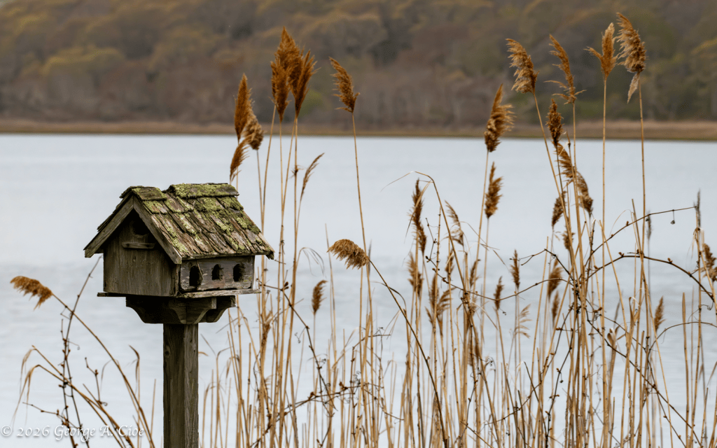 "Moss & Memories" Waterfront Birdhouse on Narrow River