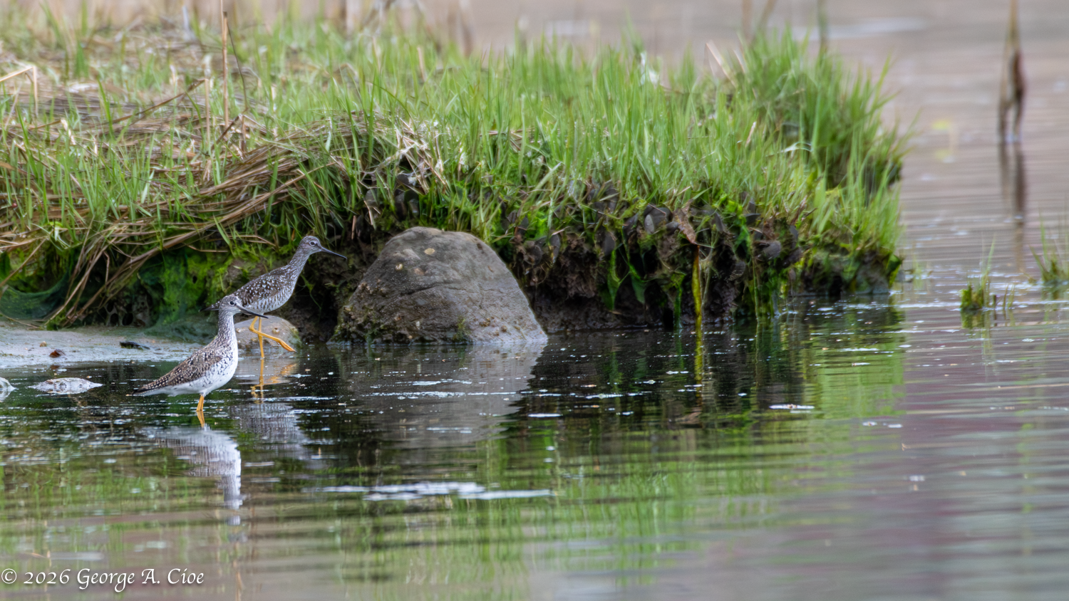 When You Assume… The Truth Behind Bird Identification